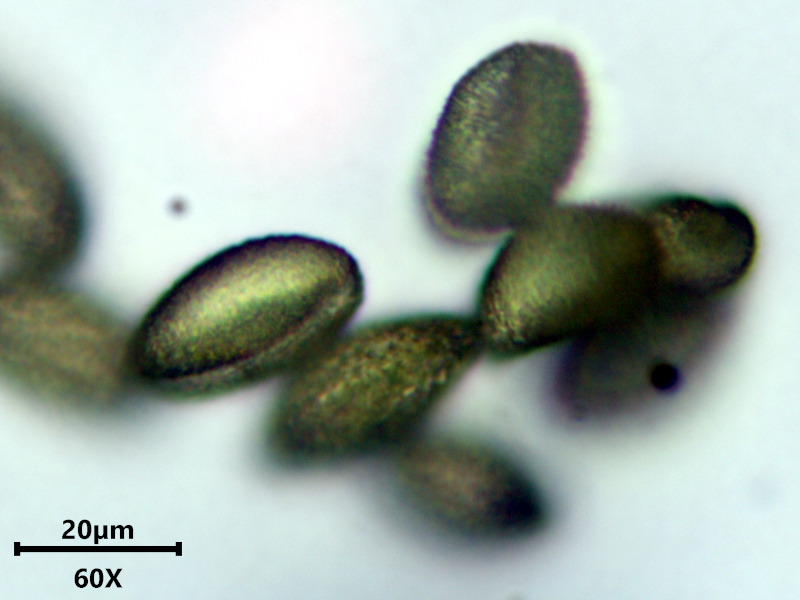 Aponogeton distachyos L. #82109
