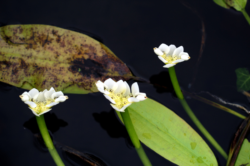 Aponogeton distachyos L. #82114