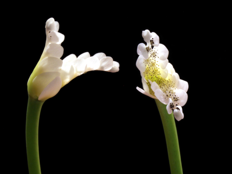 Aponogeton distachyos L. #82118