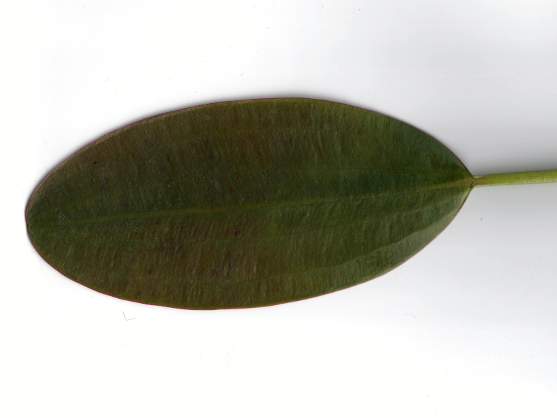 Aponogeton distachyos L. #82115
