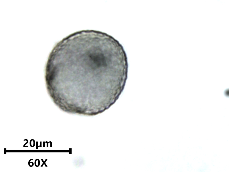 Aponogeton distachyos L. #82112