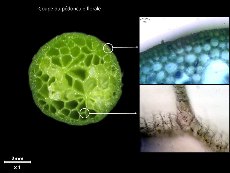 Aponogeton distachyos L. #82117