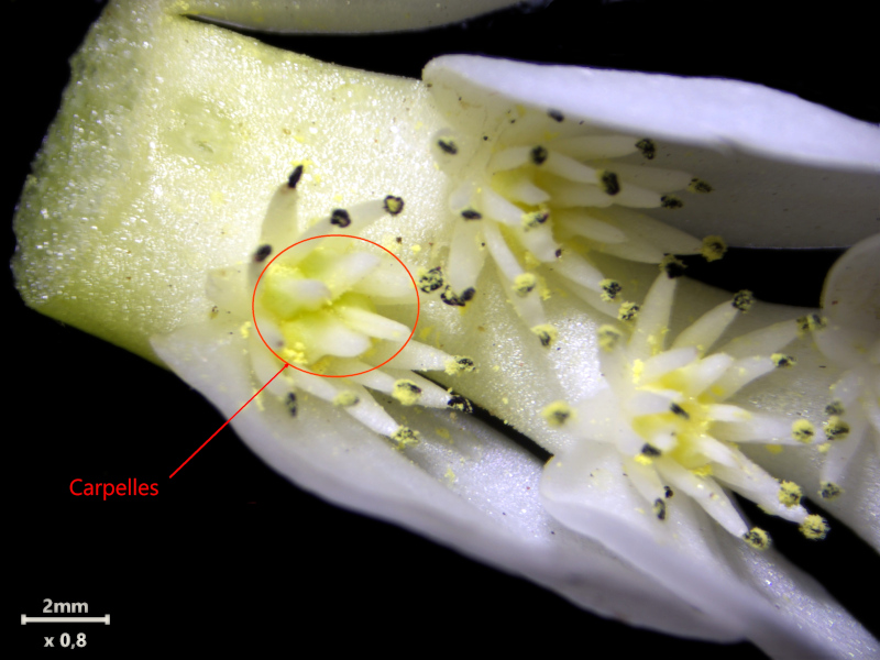 Aponogeton distachyos L. #82120