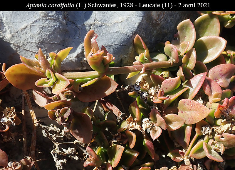 Aptenia cordifolia #66482