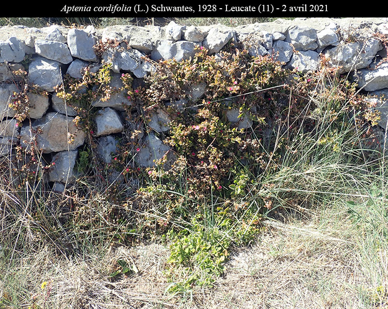Aptenia cordifolia #66481