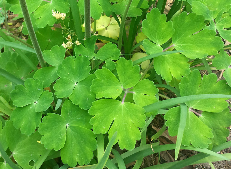 Aquilegia vulgaris #54911