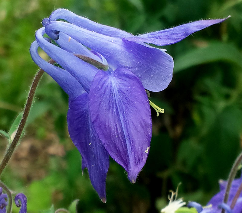 Aquilegia vulgaris #54915