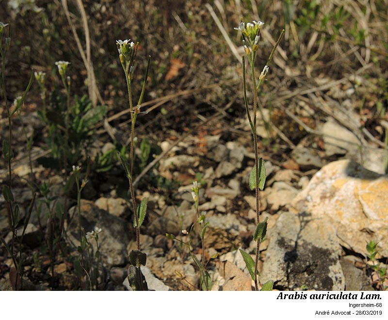 Arabis auriculata Lam. #58519