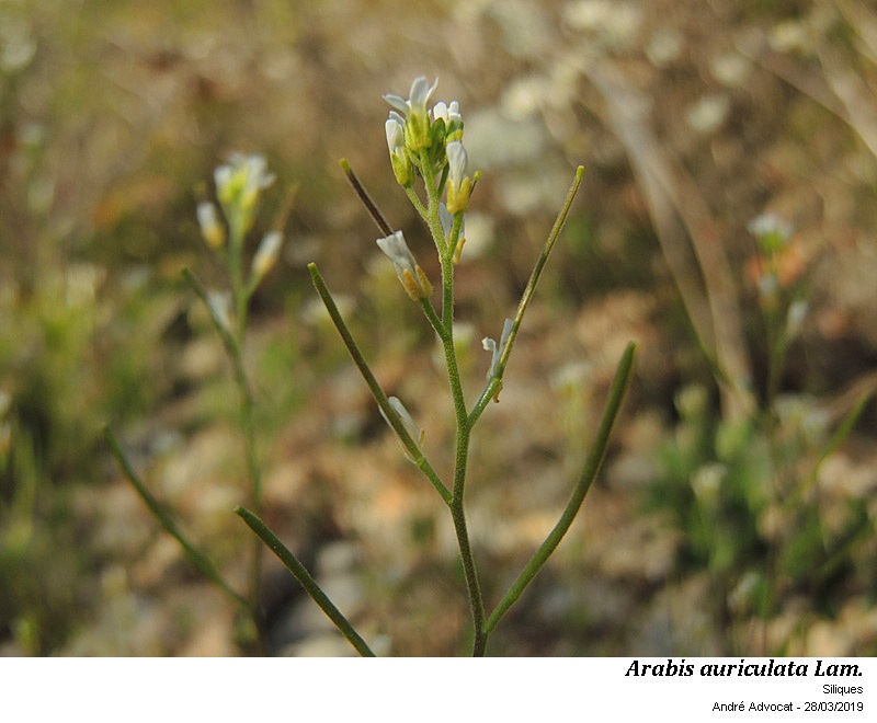 Arabis auriculata Lam. #58520