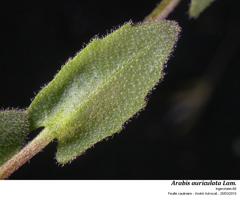 Arabis auriculata Lam. #58521