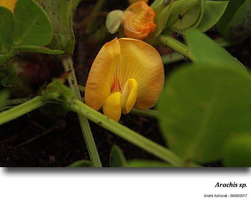 Arachis sp.  ( L arachide) #54292