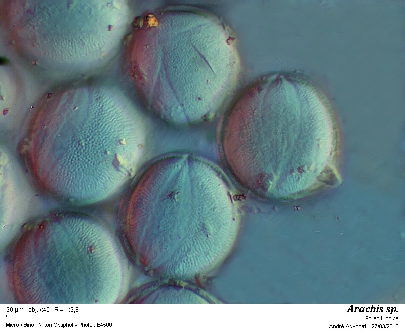 Arachis sp.  ( L arachide) #54293