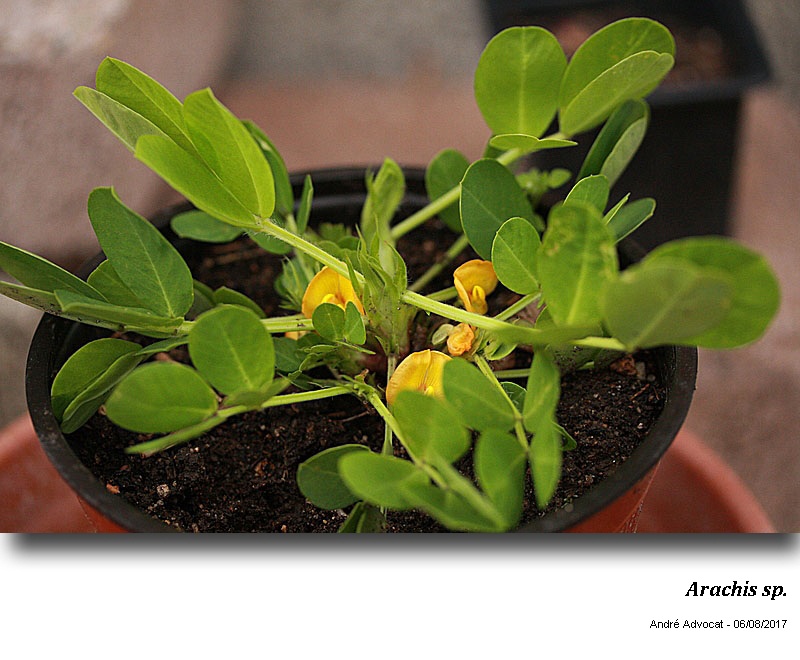 Arachis sp.  ( L arachide) #54291