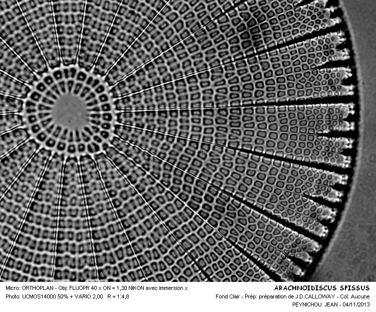 ARACHNOIDISCUS  SPISSUS #34620