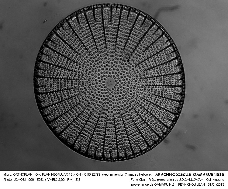 ARACHNOIDISCUS  OAMARUENSIS #29703