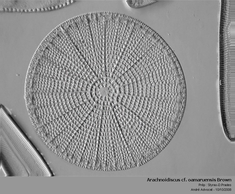 Arachnoidiscus cf. oamaruensis Brown #5969