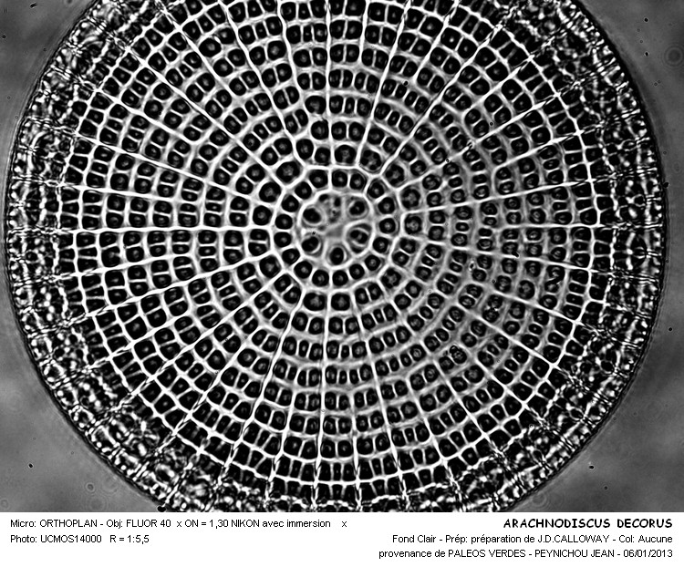 ARACHNOIDISCUS DECORUS #32312