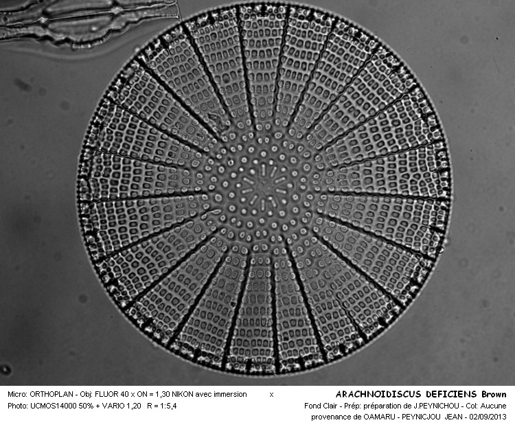 ARACHNOIDISCUS DEFICIENS Brown #33540