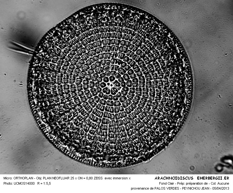 ARACHNOIDISCUS ehrenbergii #30465