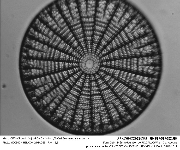 ARACHNOIDISCUS ehrenbergii #30464
