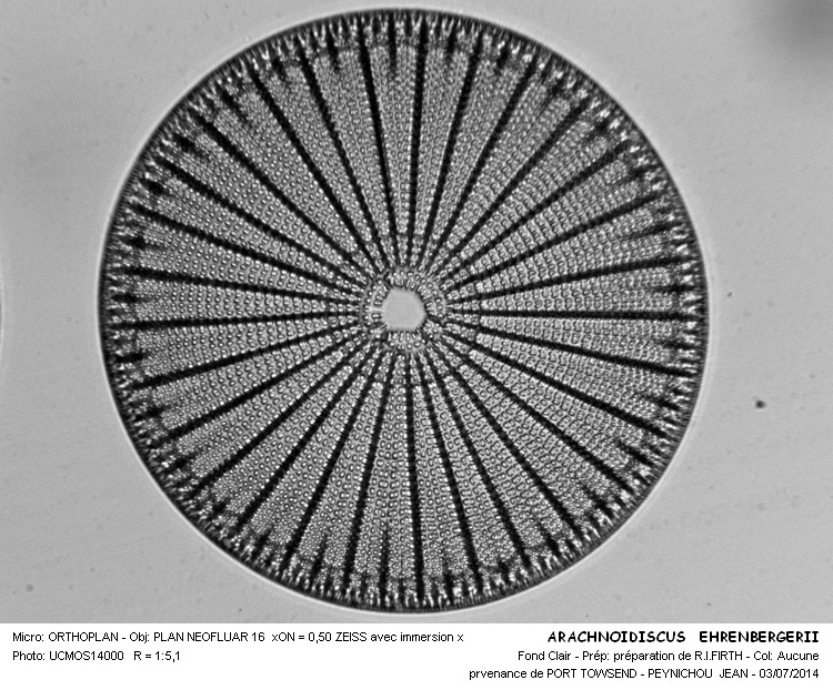 ARACHNOIDISCUS EHRENBERGII #38082
