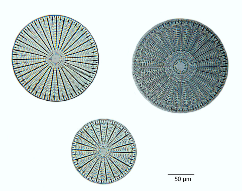 Arachnoidiscus ehrenbergii var. californicus #65917