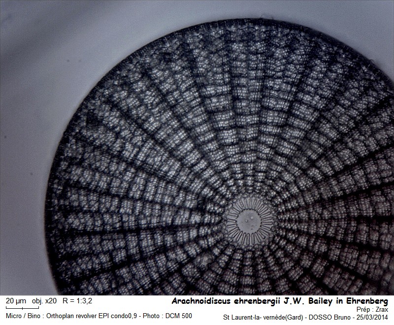 Arachnoidiscus ehrenbergii J.W. Bailey in Ehrenberg 1849 #37609