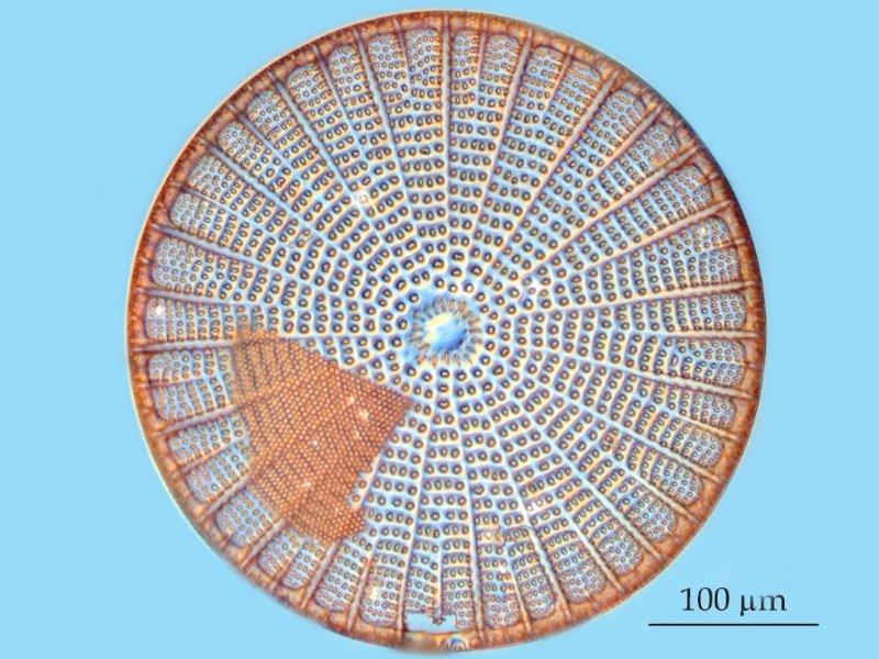 Arachnoidiscus ehrenbergii #56722