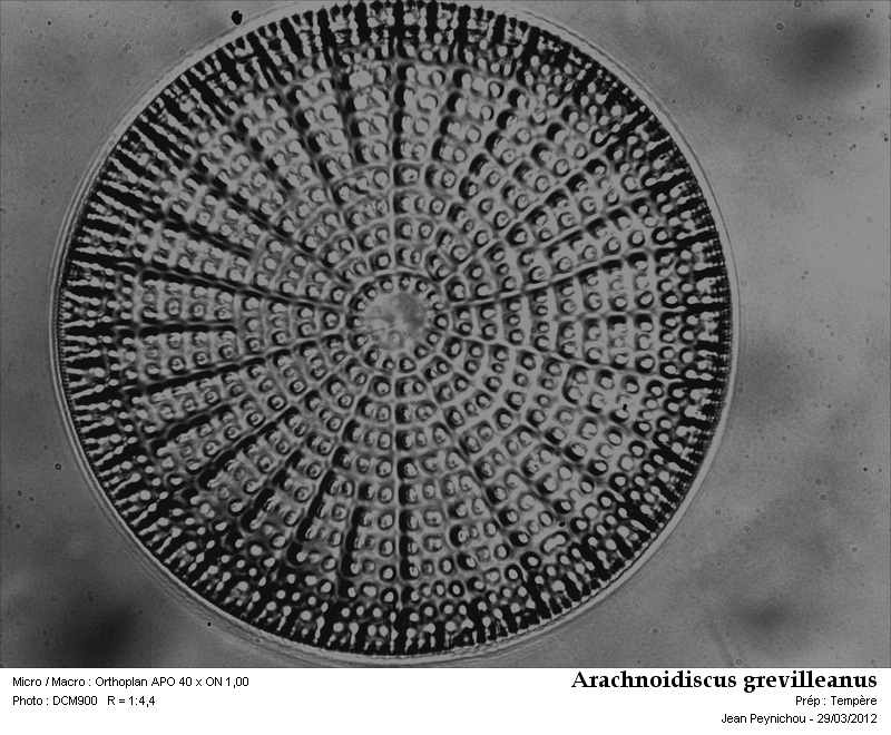ARACHNOIDISCUS GREVILLEANUS #32317