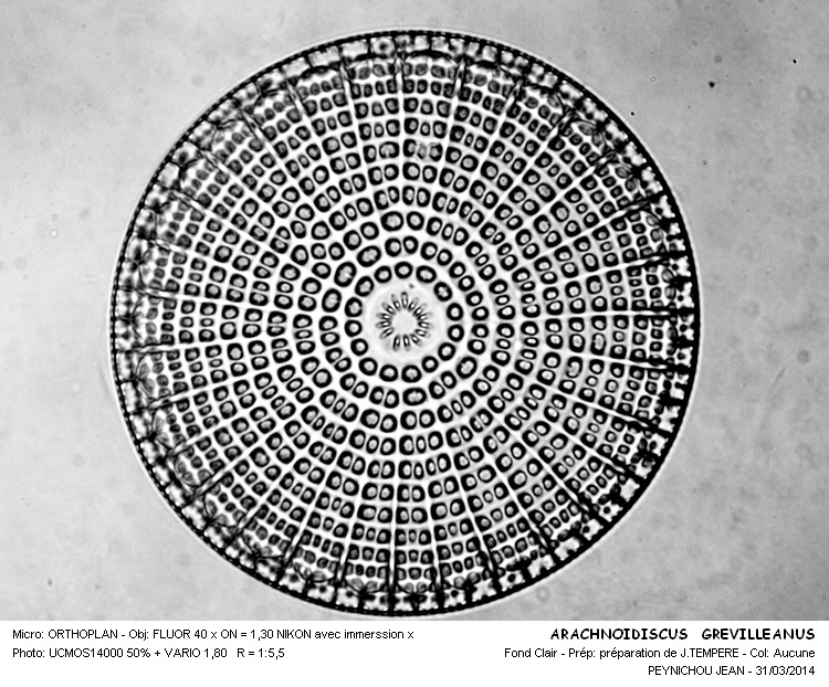 ARACHNOIDISCUS GREVILLEANUS #37019
