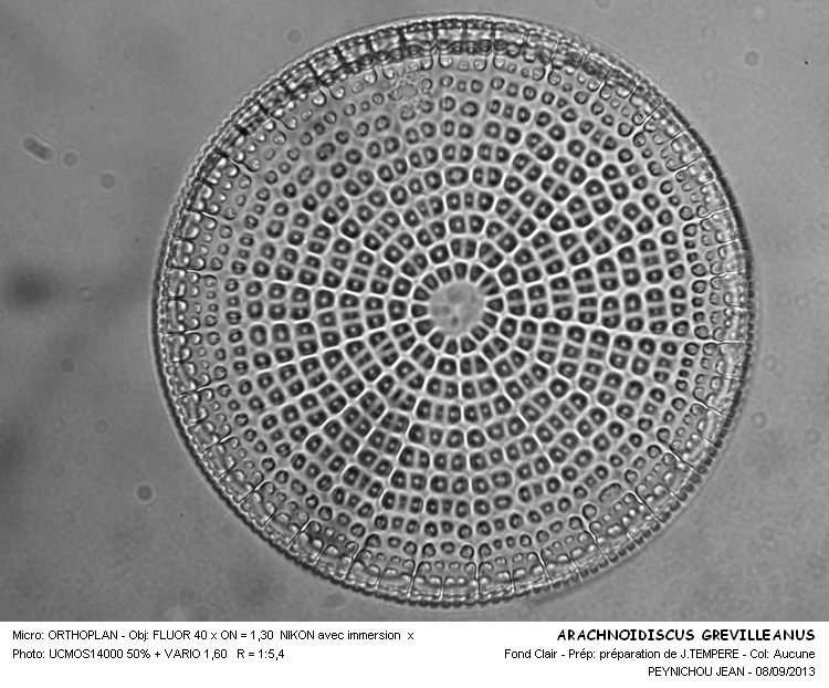 ARACHNOIDISCUS GREVILLEANUS #33667