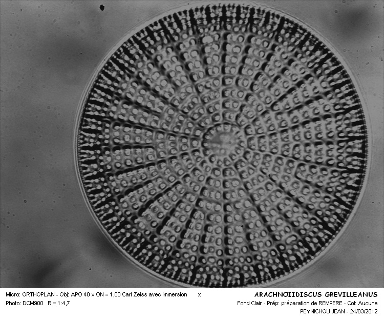 ARACHNOIDISCUS GREVILLEANUS #33665