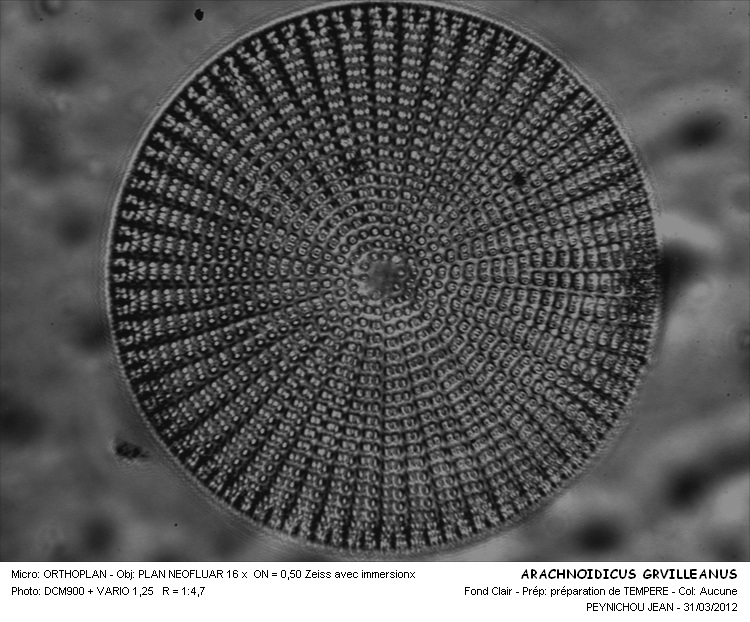 ARACHNOIDISCUS GREVILLEANUS #32318