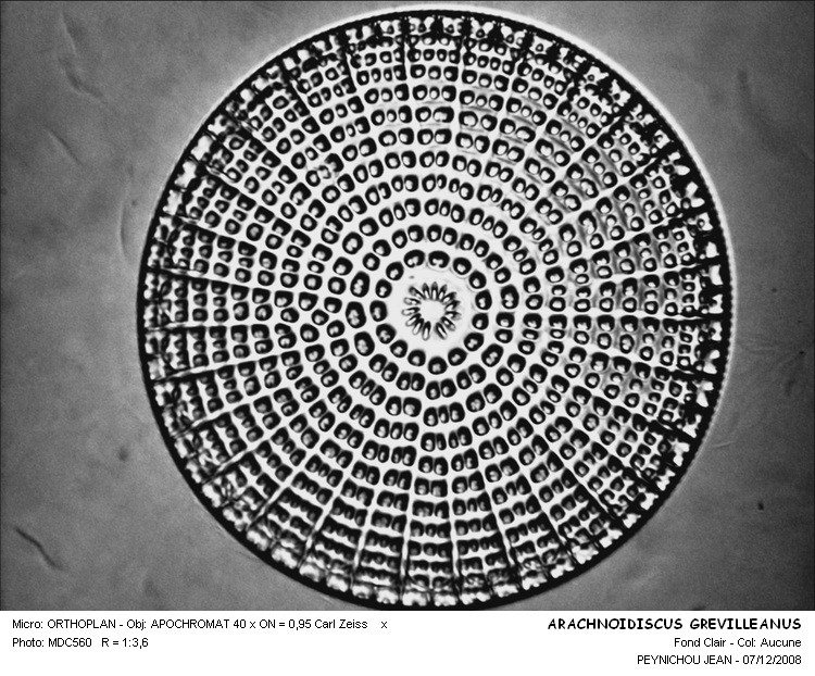 Arachnoidiscus grevilleanus Hardm. #25249