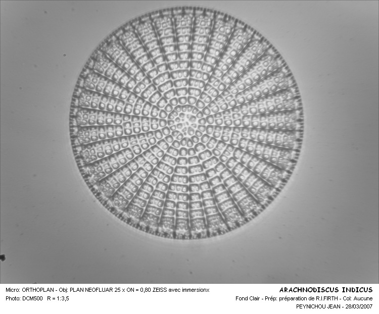 ARACHNOIDISCUS INDICUS #32320