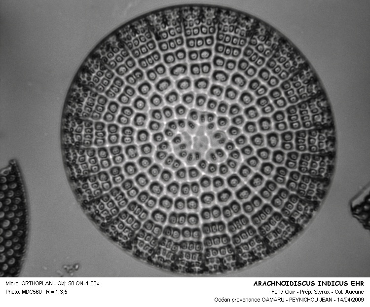 ARACHNOIDISCUS INDICUS Ehr. #32323