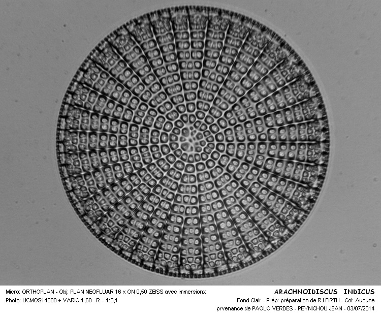 ARACHNOIDISCUS INDICUS #38083