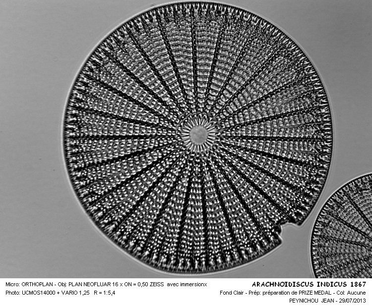 ARACHNOIDISCUS INDICUS préparation de 1867 #32933