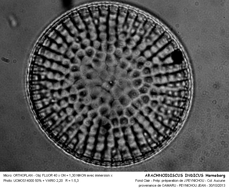 ARACHNOIDISCUS INDICUS Herneberg #34538