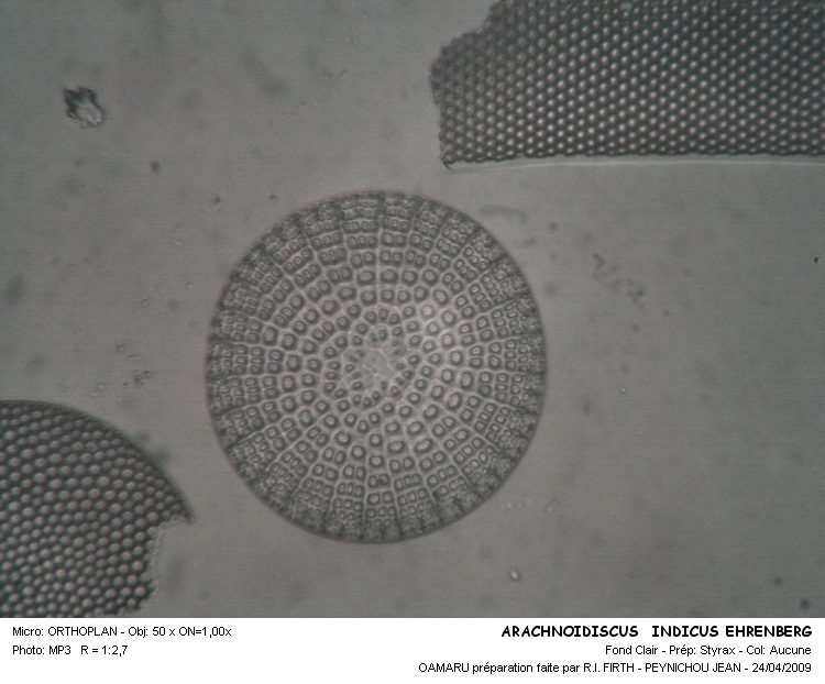 ARACHNOIDISCUS INDICUS Ehr. #32324