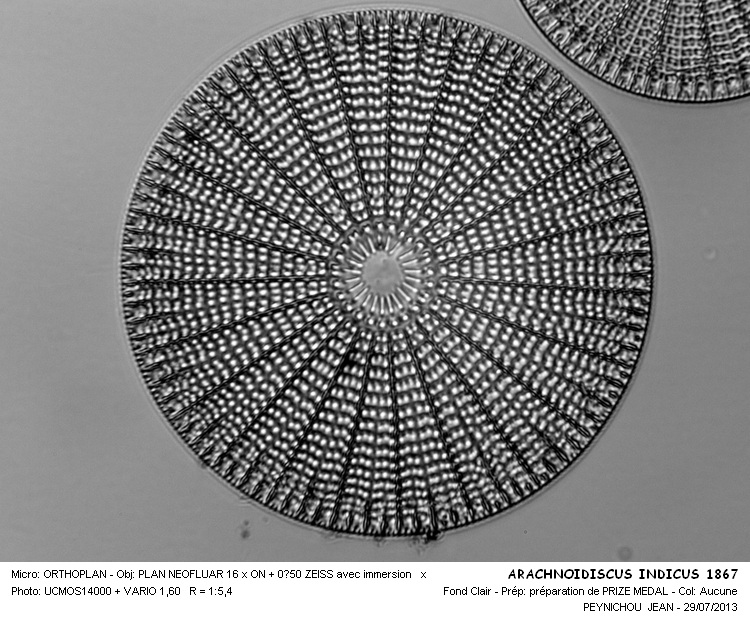 ARACHNOIDISCUS INDICUS préparation de 1867 #32932