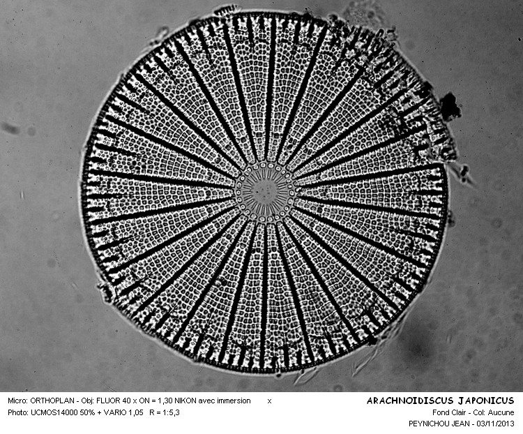 ARACHNOIDISCUS JAPONICUS #34600