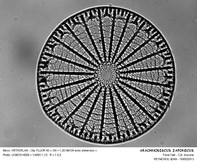 ARACHNOIDISCUS JAPONICUS #31074
