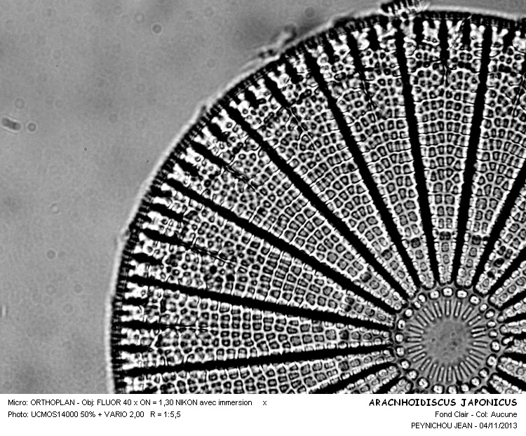 ARACHNOIDISCUS JAPONICUS #34612