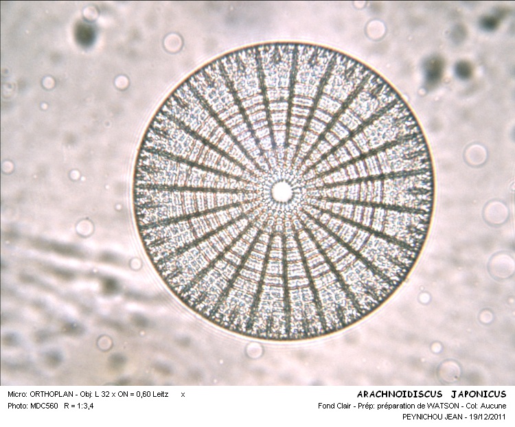 ARACHNOIDISCUS JAPONICUS #31073