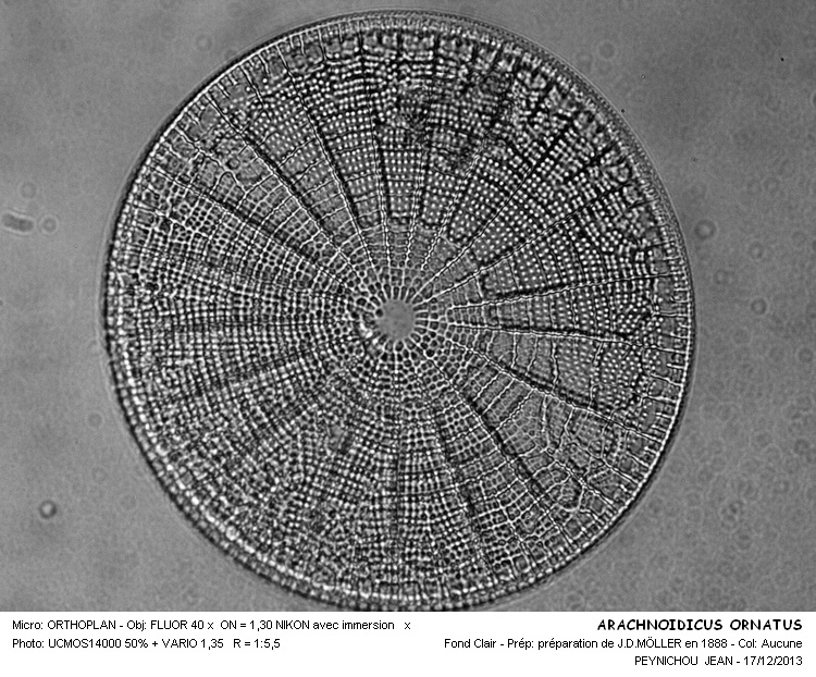 ARACHNOIDISCUS ORNATUS #35260