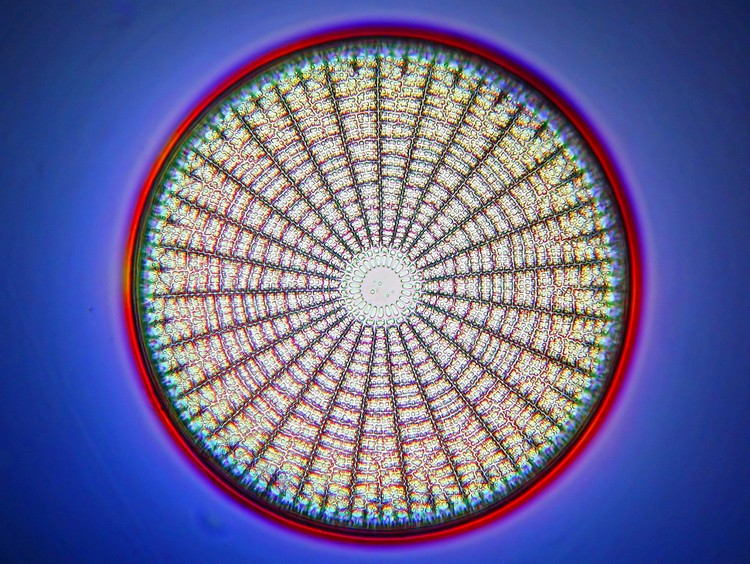 Arachnoidiscus ornatus #9727