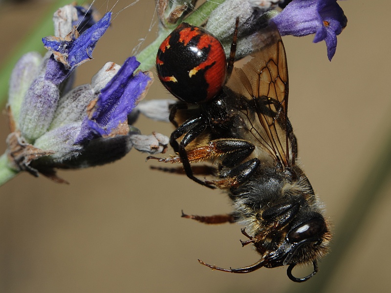 Araignée napoléon ; Synema globosum F. #38089