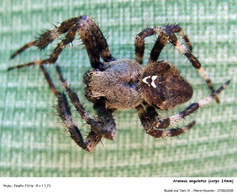 Araneus angulatus #5759