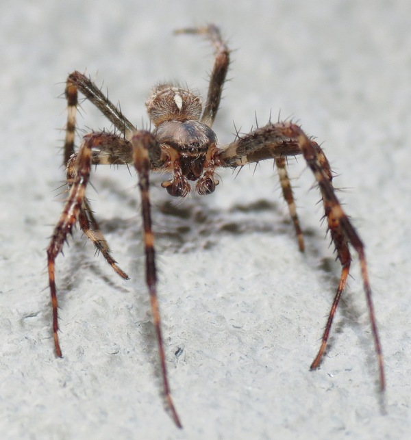Araneus diadematus... #28225